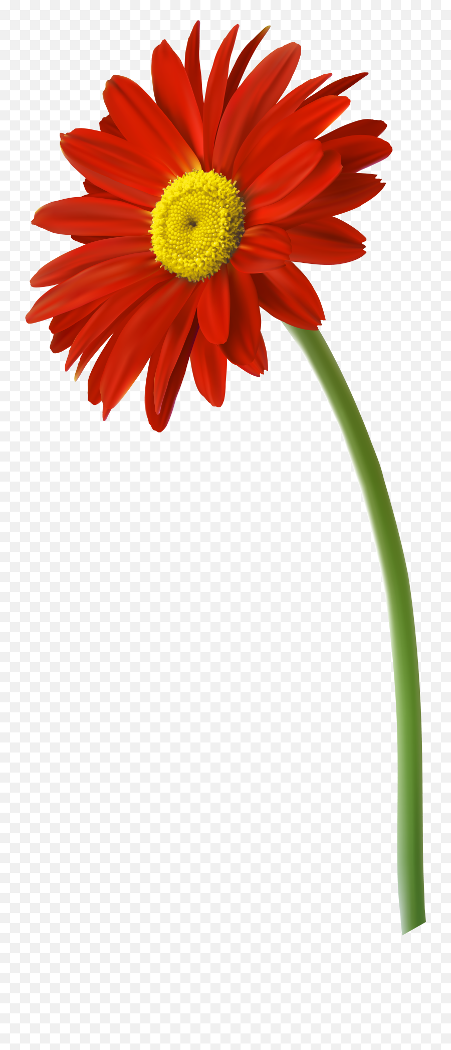 Red Gerbera Flower Png Clip Art - Gerber Daisy Flower Png Emoji,Flower Emojis Ong