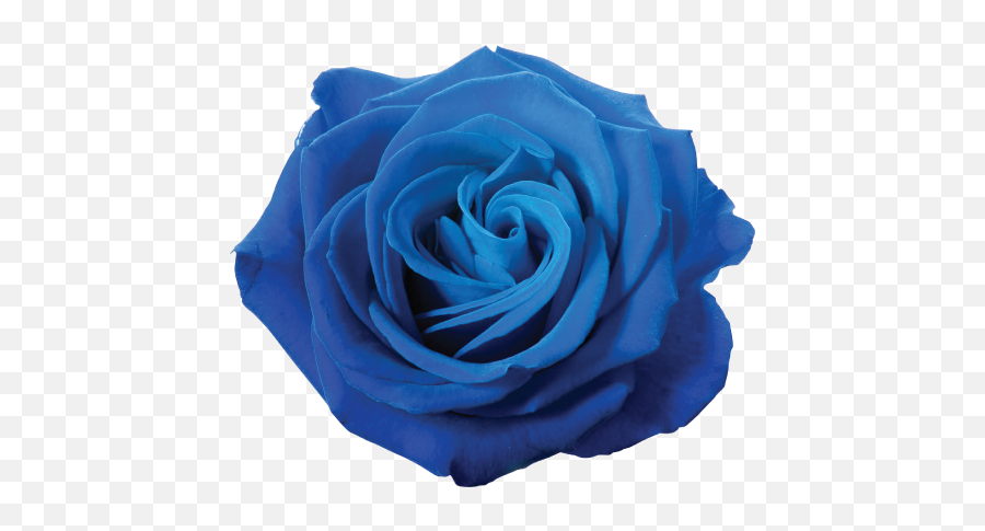 Blue Rose Flower Clip Art - Dark Blue Colour Rose Emoji,Blue Rose Emoticon