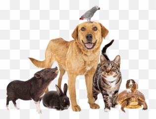 Spca Tampa Bay Non - Profit Animal Shelter And Public Emoji,Cat Cloud Tag Cat Emotions