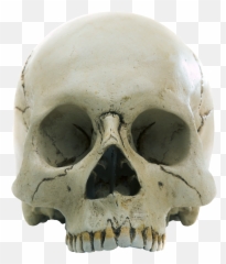 Skull Png Image - Purepng Free Transparent Cc0 Png Image Emoji,Skull & Bones Bird Sailboat Emoji