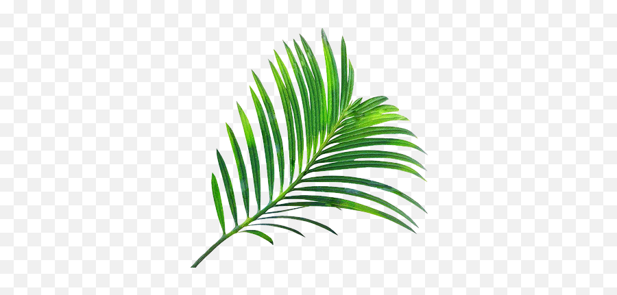 About Eledy - Tropical Green Leaves Transparent Emoji,The Song Emotions