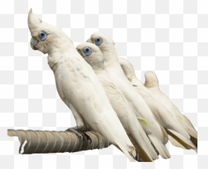 Home - Cockatoo Emoji,Cockatiel Emotions