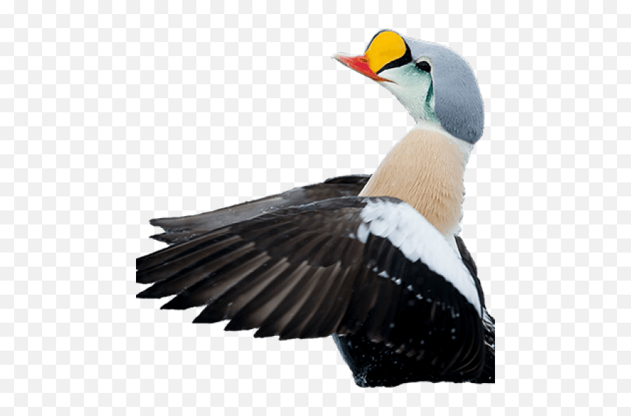 Nord University - Birdid Training Quiz Duck Emoji,Raven Bird Emoji