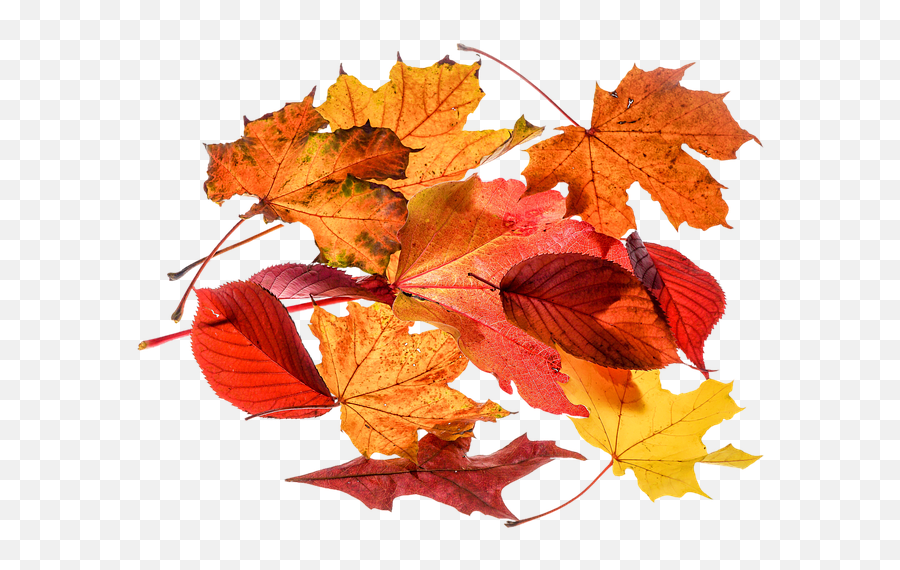 Autumn Leaves Transparent - 10 Free Hq Online Puzzle Games Herfstbladeren Png Emoji,Fall Leave Emoji