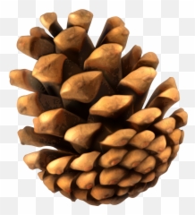 Conifer Cone - Pine Cone Clear Background Emoji,Pine Cone Emoji