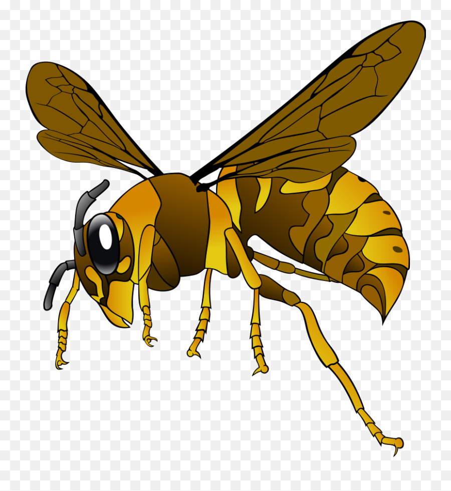 Free Hornet Clipart Download Free Clip Art Free Clip Art - Clipart Of A Wasp Emoji,Emoji The Green Hornet