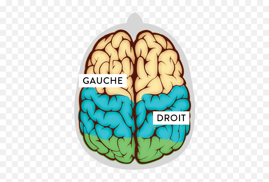 La Fondation Neurotrauma Marie - Brain Emoji,Cerveau Gauche Emotion