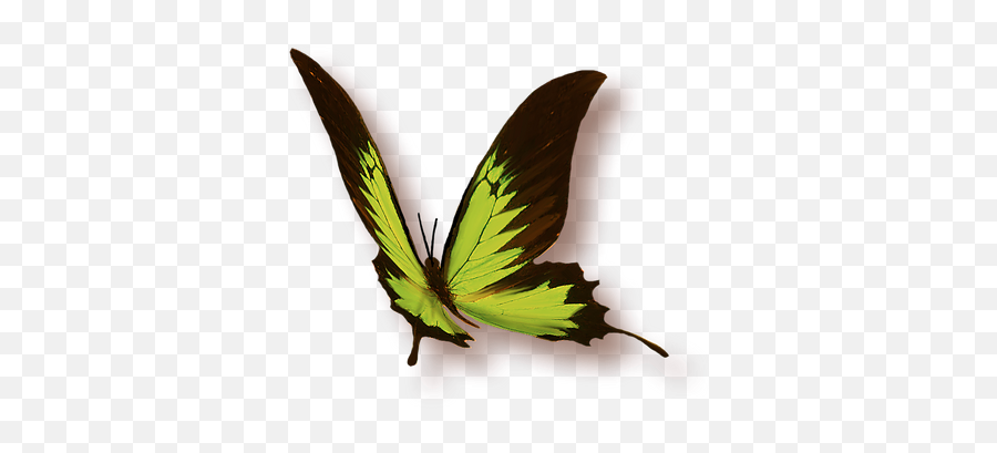 Les Pratiques Femnines Taoistes - Swallowtail Butterfly Emoji,Meridien Vessie Emotion