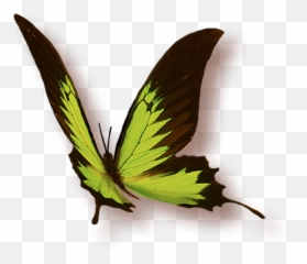 Les Pratiques Femnines Taoistes - Swallowtail Butterfly Emoji,Meridien Vessie Emotion