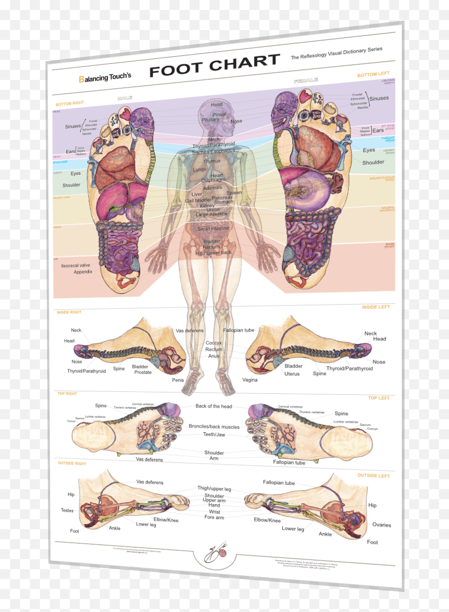 Bts Reflexology Foot Chart Tilt Right Foot Chart Foot - Balancing Touch Reflexology Chart Emoji,Reflecology Chart Emotions Hands