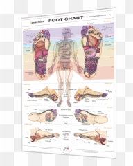 Bts Reflexology Foot Chart Tilt Right Foot Chart Foot - Balancing Touch Reflexology Chart Emoji,Reflecology Chart Emotions Hands