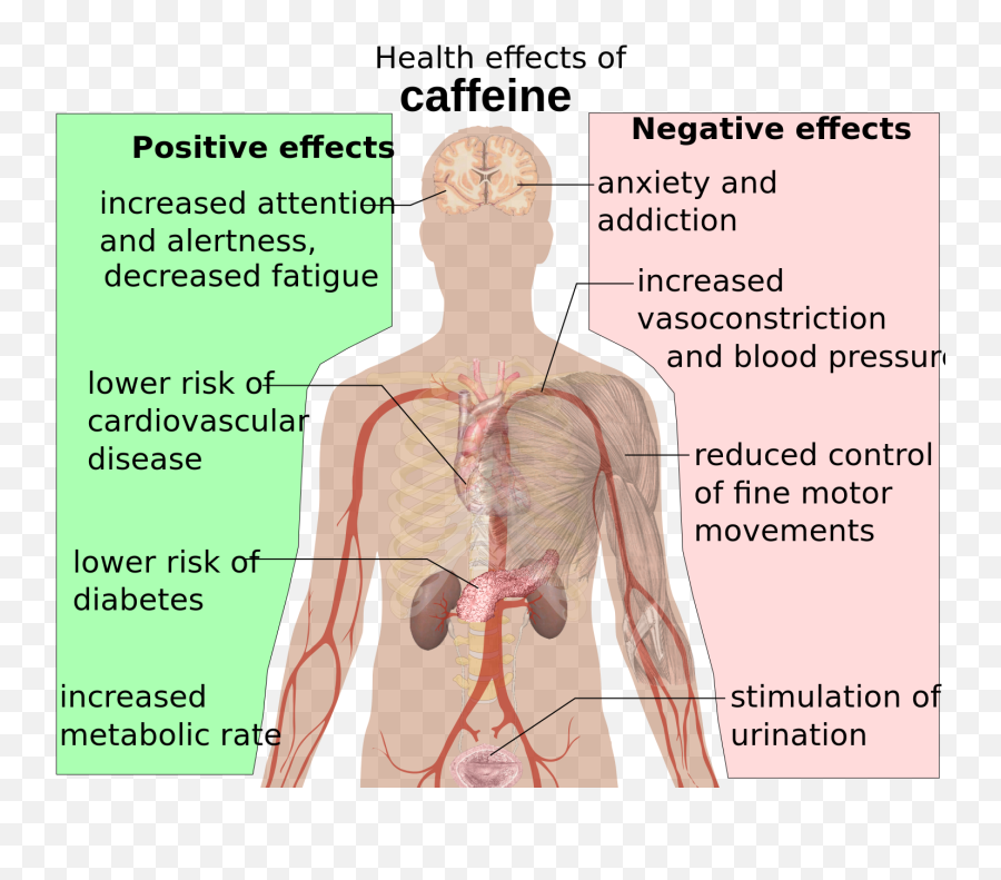 This Is Your Body On Energy Drinks Caffeine Effects - Health Effects Of Caffeine Emoji,Organ Emotions Anxiety