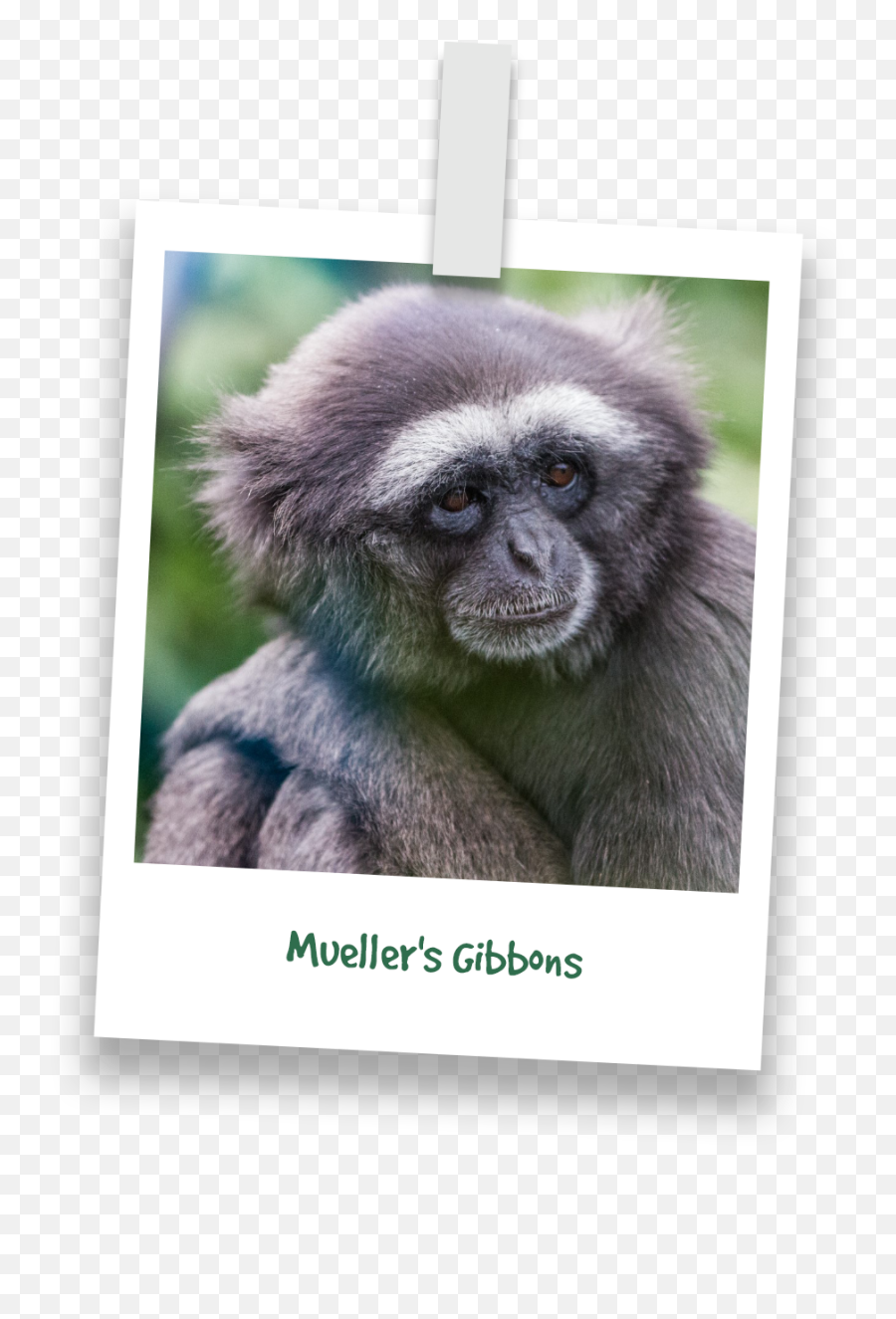 Barts Chimpanzees - Picture Frame Emoji,Emotion Pets Playful Monkeys