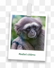 Barts Chimpanzees - Picture Frame Emoji,Emotion Pets Playful Monkeys