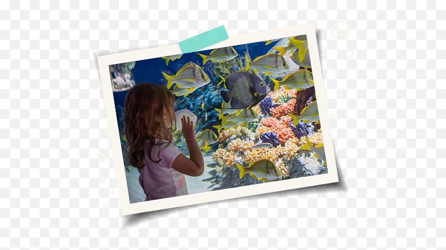 Odysea Aquarium In Scottsdale Az - Picture Frame Emoji,Art That Is Meant To Express Emotion Aboout Phonix Az