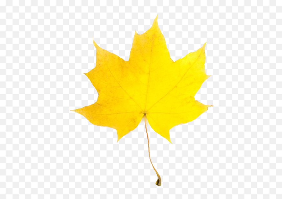 Download Fall Leaves Fall Leaf 2 - Autumn Yellow Leaves Clipart Emoji,Fall Leaf Facebook Emoticon