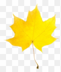 Download Fall Leaves Fall Leaf 2 - Autumn Yellow Leaves Clipart Emoji,Fall Leaf Facebook Emoticon