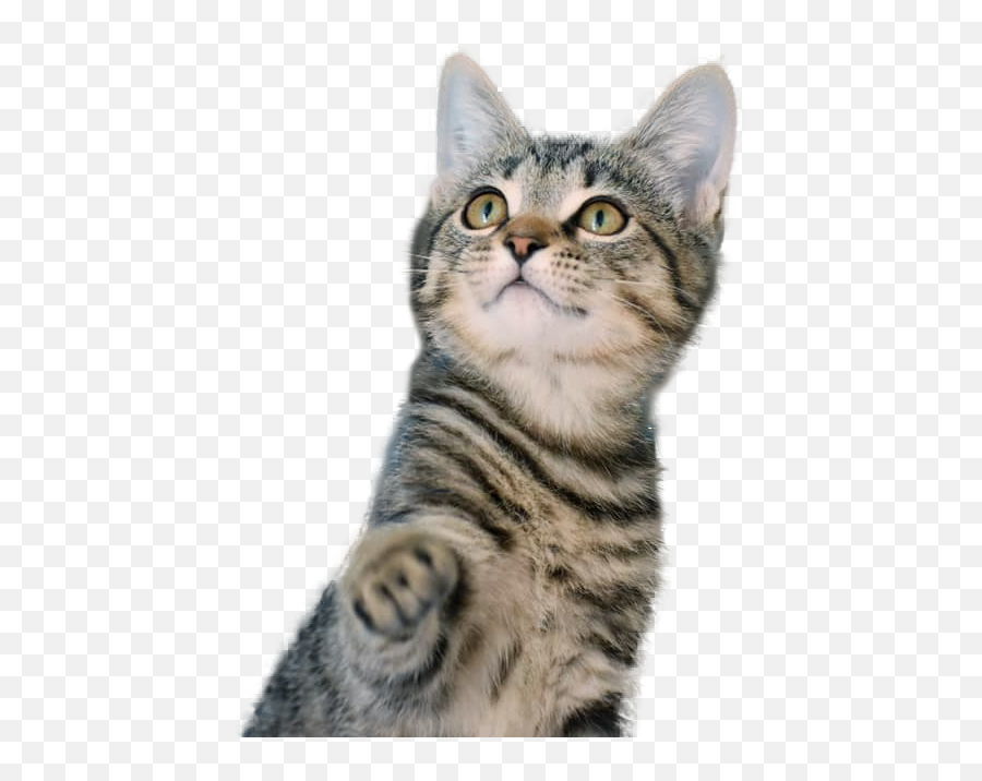 Home - Humane Society Of Pinellas Emoji,Cat Emotion Pancake Video