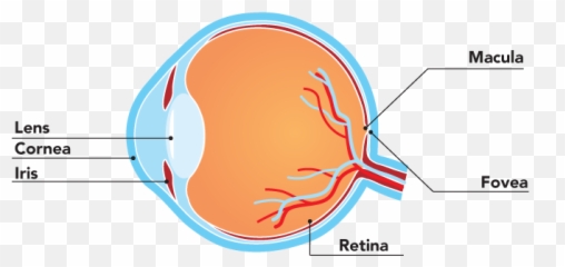 Geographic Atrophy Ga - Prevent Blindness Emoji,Starry Eyes Emotion