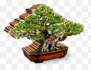Bonsai - Bonsai Png Bonsai Transparent Cartoon Jingfm Bonsai Emoji,Bonsai Emoji