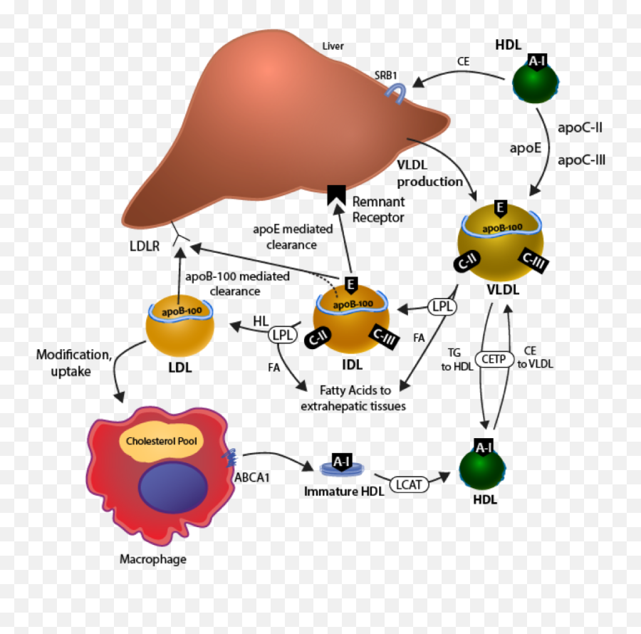 Chapters Archive - Page 15 Of 40 Endotext Cholesterol And Atherosclerosis Emoji,Emoticons Und Ihre Bedeutung