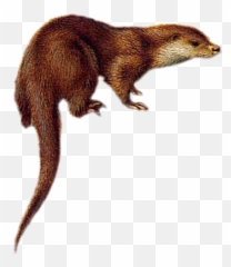 Lesné Zvieratka Rubrika Svet Klip Artu Zoo Animals - Png Emoji,Emotions In Zoo Animals