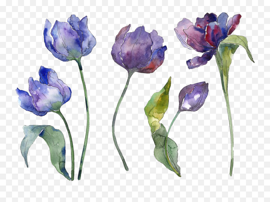 Flores Naturaleza Acuarela Sticker - Tulips Blue Watercolor Png Emoji,Acuarela Emojis