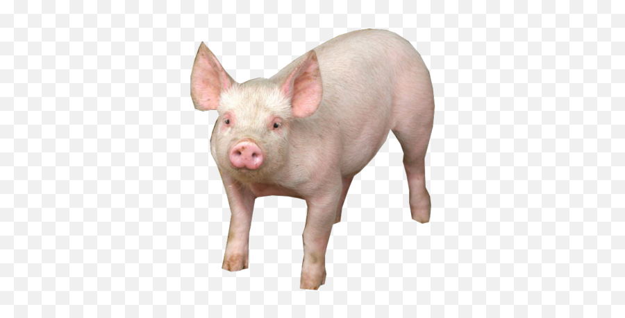 Pig Png Image Image - Download Picture Of Pig Emoji,Peppa Pig Emojis
