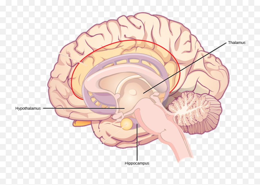 Learnnd Devlearn 2014 Applying Brain Science To Improve - Thalamus Location Emoji,Emotion Control Breain