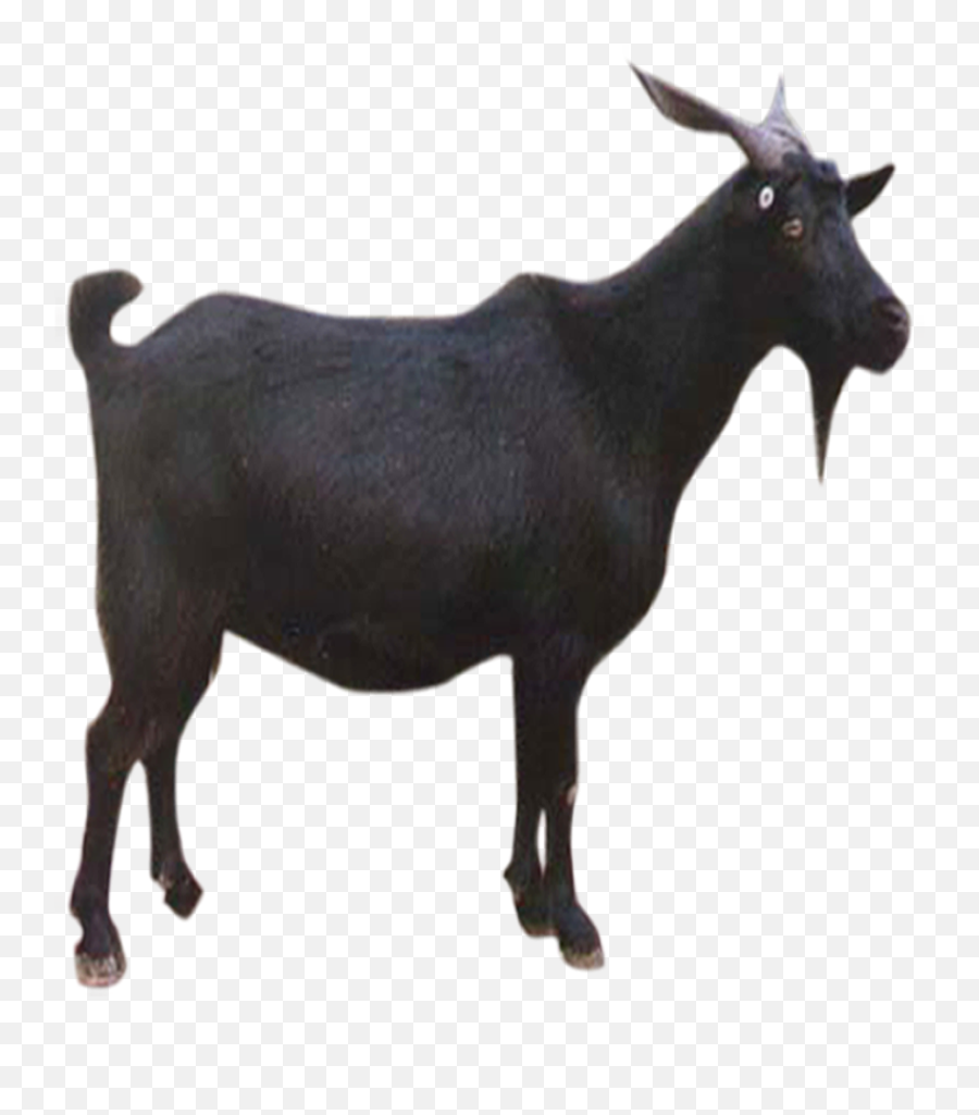 Free Transparent Goat Png Download - Black Goat Image Png Emoji,Goat Emoticon