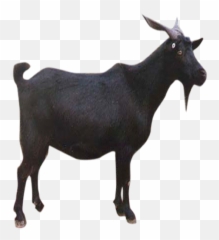 Free Transparent Goat Png Download - Black Goat Image Png Emoji,Goat Emoticon