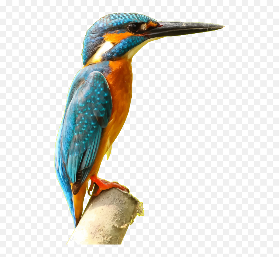 Download - Kingfisher Png Image Bird Emoji,Bird Song Emoji