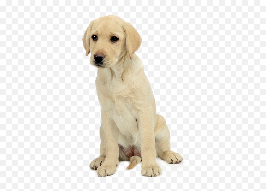 Labrador Retriever Sitting Hd Png - Labrador Png Emoji,Emoji Puppy Chocolate Lab