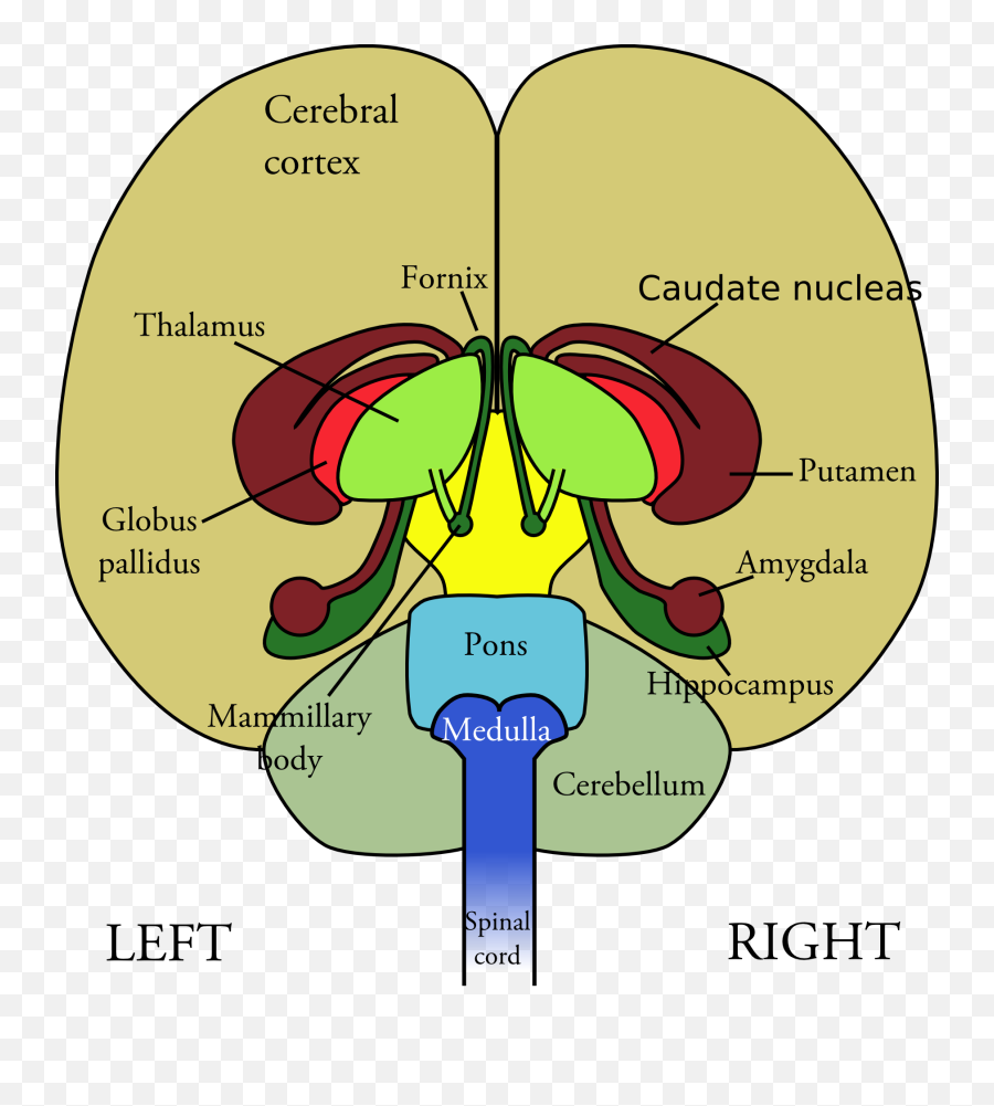 Thalamus Facts Position In Brain Summary U0026 Function - Brain In Learning Disabilities Emoji,Emotion Center Of Brain