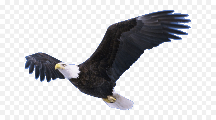 Flying Eagle Transparent Png Png Mart Emoji,Soaring High Emoji