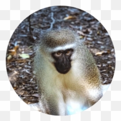 Furry - Vervet Monkey Emoji,Emotion Pets Playful Monkeys