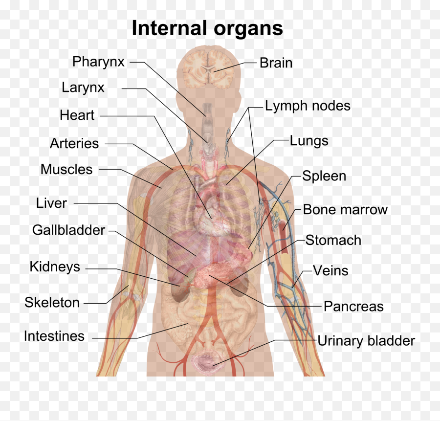 Human Organs And Organ Systems - Human Internal Organs Emoji,Biology Of Emotions