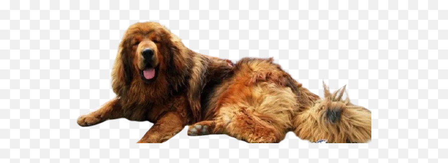 9 Dogs That Looks Like A Lion - Northern Breed Group Emoji,Caucasian Mountain Shepherd Puppy Emoticon