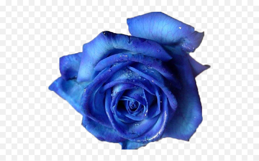 Download Free Blue Roses Png Png Images - Real Blue Rose Png Emoji,Blue Rose Emoticon