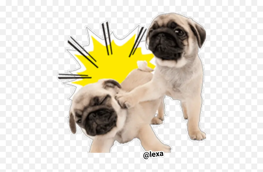 Sticker Maker - The Dog Happy Emoji,Pug Dog Emoticons