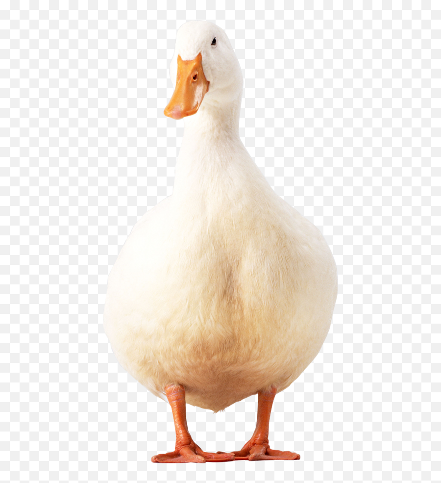 White Duck Standing Png Transparent - Duck Transparent Emoji,Duck Emoji No Background