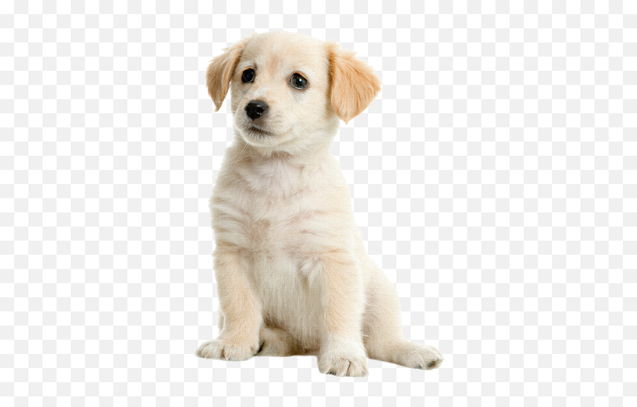 Labrador Retriever Puppy Png Emoji,Emoji Puppy Chocolate Lab