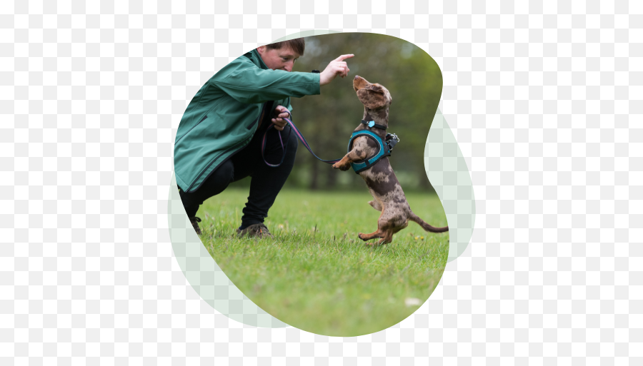 Dog Training And Boarding School Near Me One To One Trainers Emoji,Dogs With Emotions Excited