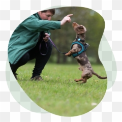 Dog Training And Boarding School Near Me One To One Trainers Emoji,Dogs With Emotions Excited
