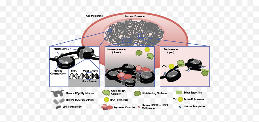 Unlocking Access To Dna In Chromatin Aiche Emoji,Emotions Have The Ability To Change Our Dna