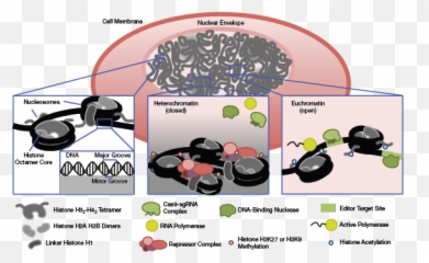 Unlocking Access To Dna In Chromatin Aiche Emoji,Emotions Have The Ability To Change Our Dna