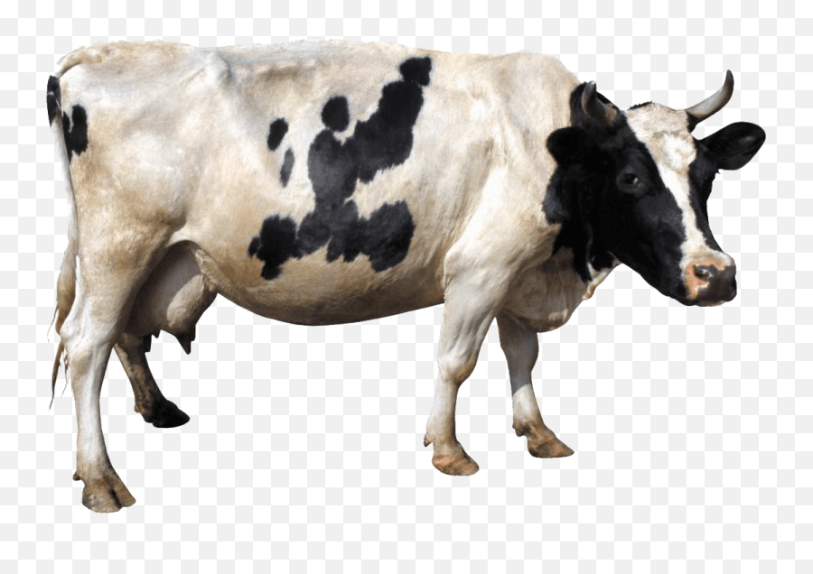 Cow Clipart Cow Indian Cow Cow Indian - Cow Png Emoji,Holy Cow Emoji