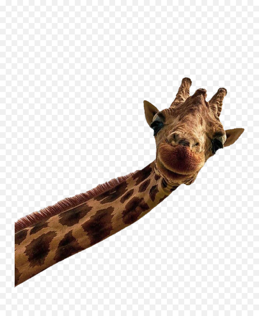 Popular And Trending Giraffe Stickers On Picsart Emoji,Giraffe Emoji Png