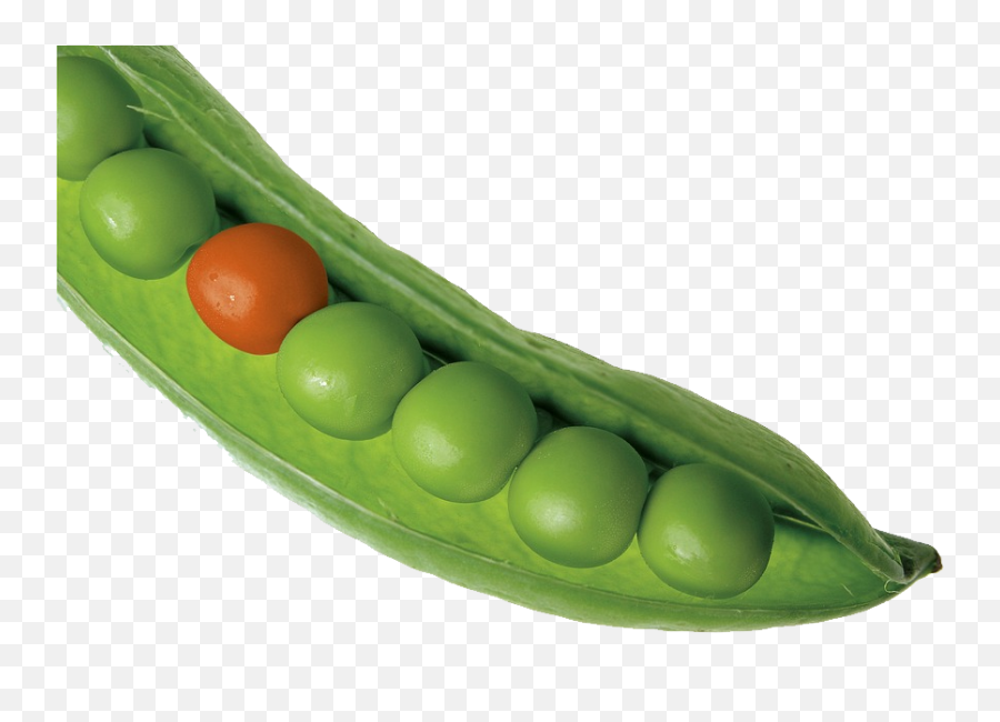 Peas Clipart Edamame Peas Edamame - Single Images Of Individual Fruits And Vegetables Emoji,Peas In A Pod Emoji
