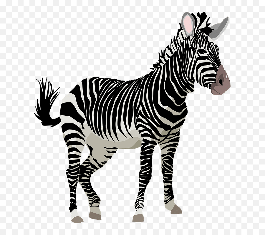 Free Photo Zoo Animal Zebra Wild Animal Black And White - Zebra Clipart Emoji,Emotions In Zoo Animals